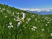 46 Distese di narcisi sul versante sud in vetta al Linzone